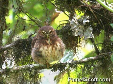 Image of Glaucidium Boie & F 1826