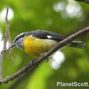 Image of Bananaquit