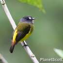 Image of Ornate Flycatcher