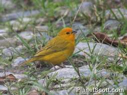Image of Yellow Finches
