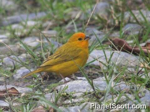 Image of Yellow Finches