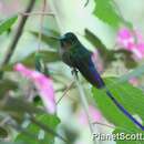 Image of Violet-tailed Sylph