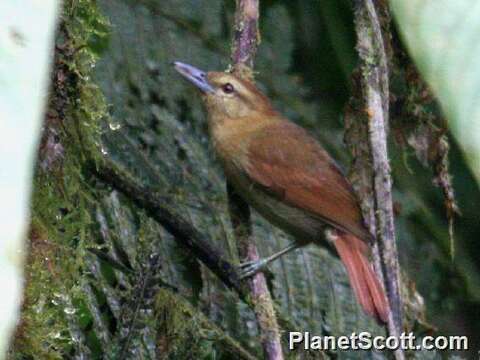 Image of Thamnistes Sclater, PL & Salvin 1860