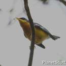 Image of Tropical Parula