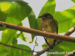 Image of Bearded Manakins