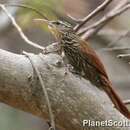 Image of Streak-headed Woodcreeper