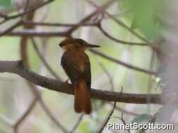 Image of royal flycatcher