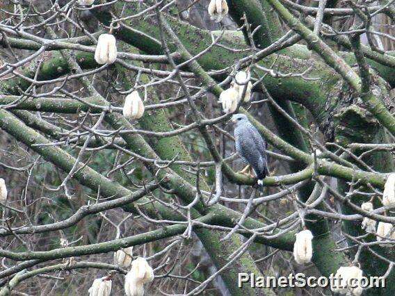 Image of Grey-lined Hawk