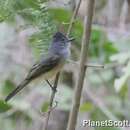 Image of Sooty-crowned Flycatcher