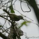 Image of Speckle-breasted Wren