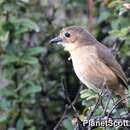 Image of Tawny Antpitta