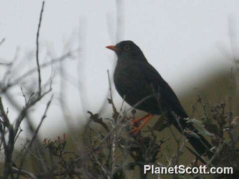 Image of Great Thrush