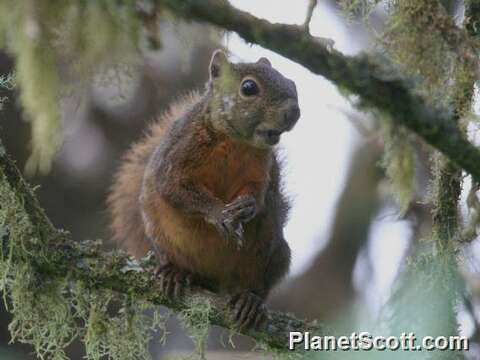 Image of Squirrels