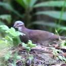 Image of White-throated Quail-Dove