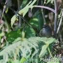 Image of Azara's Spinetail