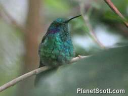 Image of violetear