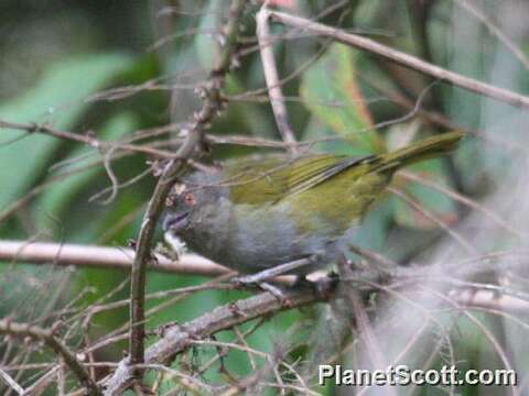 Plancia ëd Chlorospingus Cabanis 1851