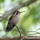 Image of Speckled Hummingbird