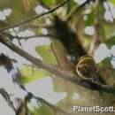 Image of Cinnamon Flycatcher