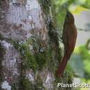 Image of Montane Woodcreeper