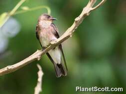 صورة Stelgidopteryx Baird & SF 1858