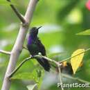 Image of Purple-chested Hummingbird