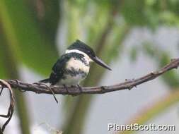 Image of American green kingfisher