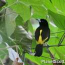 Image of Flame-rumped Tanager