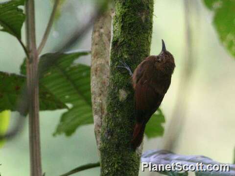 Image of Dendrocincla Gray & GR 1840