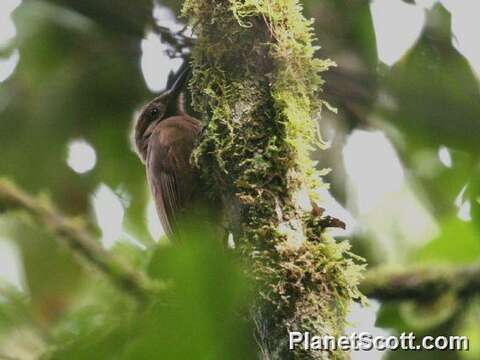 Image of Dendrocincla Gray & GR 1840