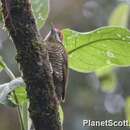 Image of Bar-bellied Woodpecker