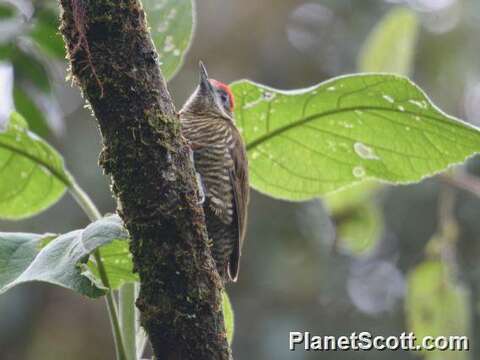 Image of Woodpeckers