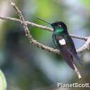 Image of Buff-winged Starfrontlet