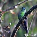 Image of Sapphire-vented Puffleg