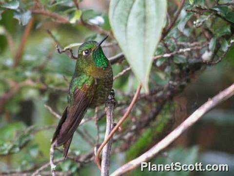 Image of Metallura Gould 1847