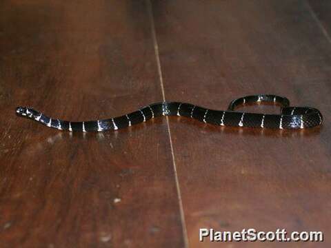 Image of American coral snakes