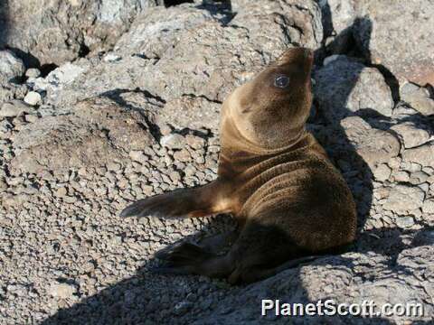 Image of Sea Lion