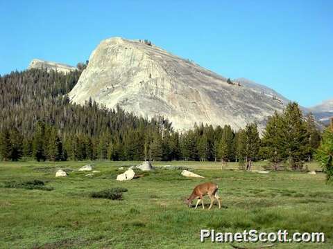 Image of mule deer and white-tailed deer