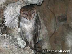 Image of barn owls, masked owls, and bay owls