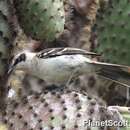 Image of Galapagos Mockingbird