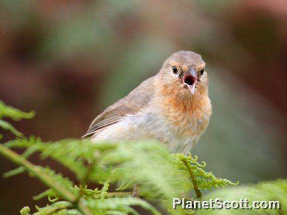 Image of warbler-finch