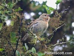 Image of warbler-finch