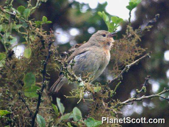 Image of warbler-finch