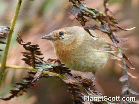 Image of warbler-finch