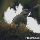 Image of Woodpecker Finch