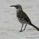 Image of Espanola Mockingbird