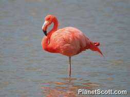 Imagem de Phoenicopterus Linnaeus 1758