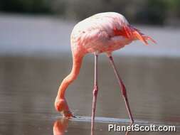 Imagem de Phoenicopterus Linnaeus 1758