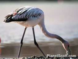 Imagem de Phoenicopterus Linnaeus 1758