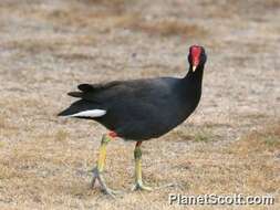 Image of Typical Moorhens